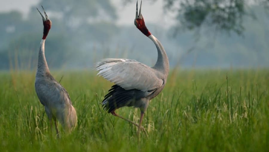 Bharatpur Bird Sanctuary.