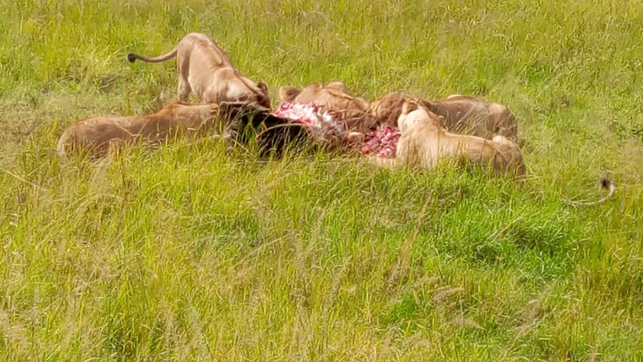 Lions feasting on their prey