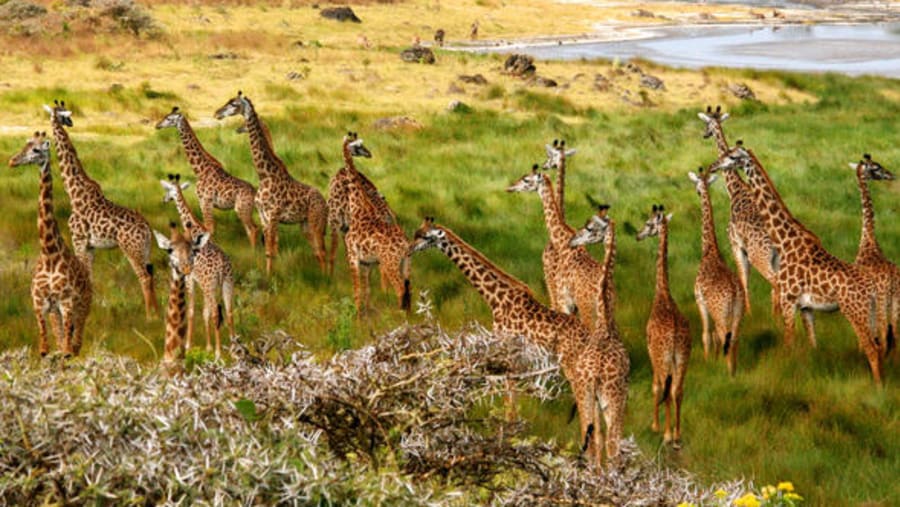 Witness the wildlife