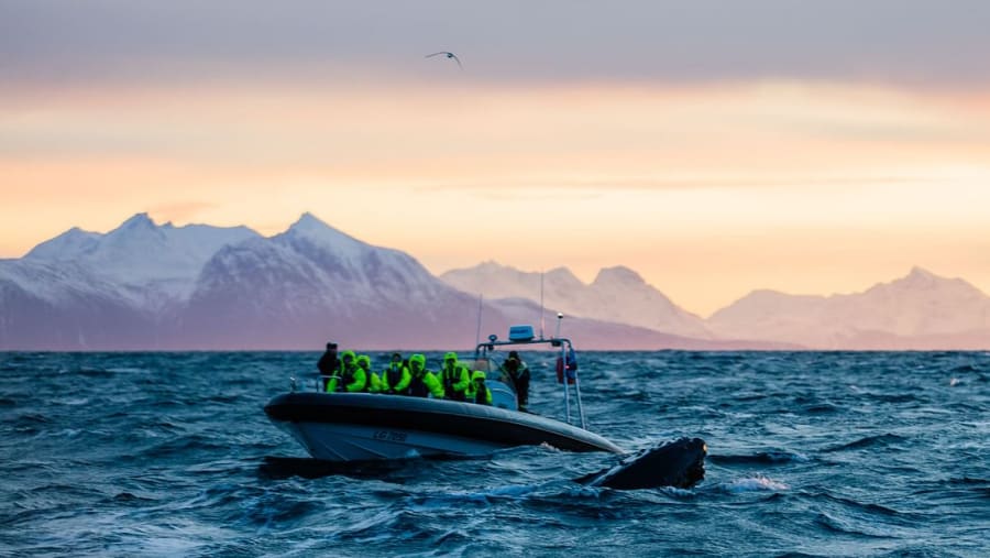 Whale Watching in Tromso