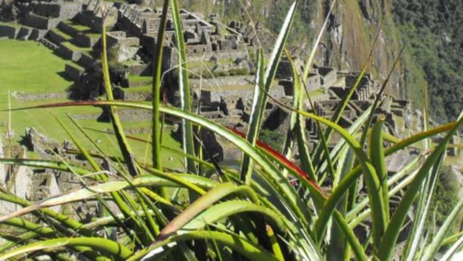 Plants at Machu Picchu