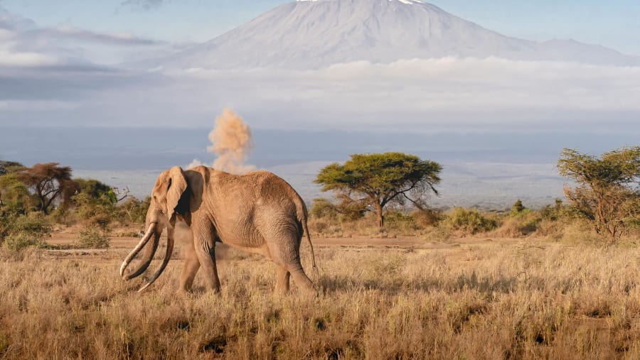 Spot the elusive African elephant in the backdrop of scenic Mount Kilimanjaro