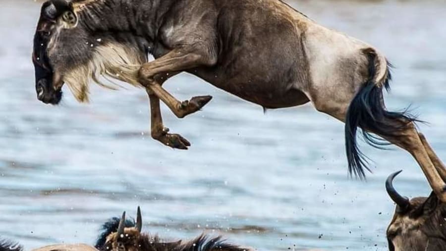 Wildebeest