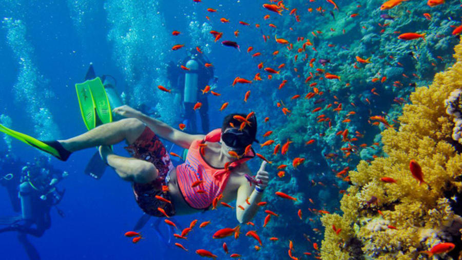 Snorkelling and Safari Blue Tour