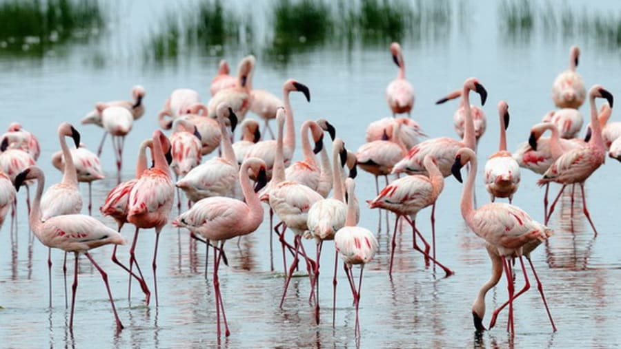 Spot the pink flamingoes