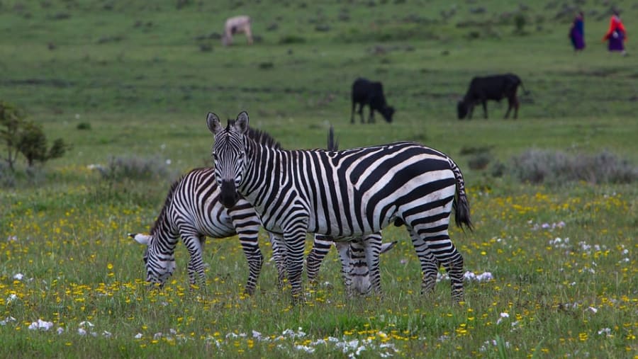 Zebras at Ngorongoro Conservation Area