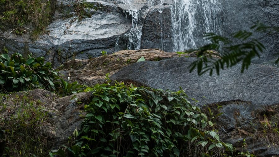 Tijuca Forest