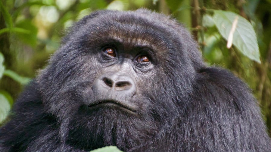 Gorilla Trekking