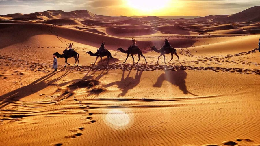 Camel rides in the Sahara Desert