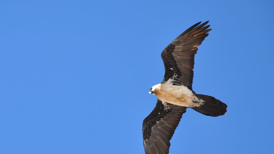 Lammergeyer or Bearded Eagle