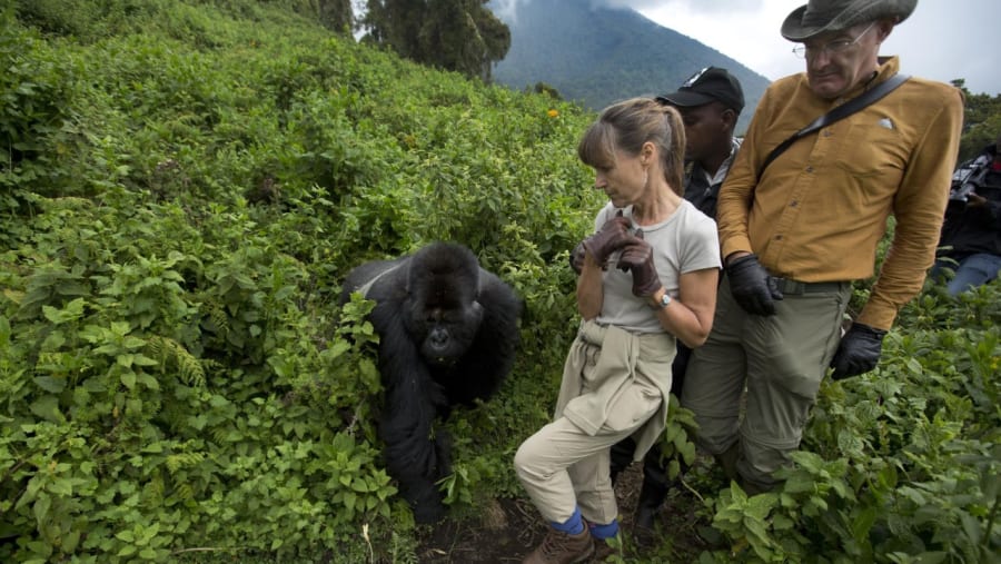 Gorillas spotted in Bwindi Impenetrable Forest