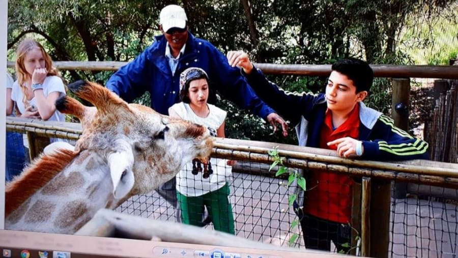 Feeding Giraffes At Lion & Safari Park In South Africa
