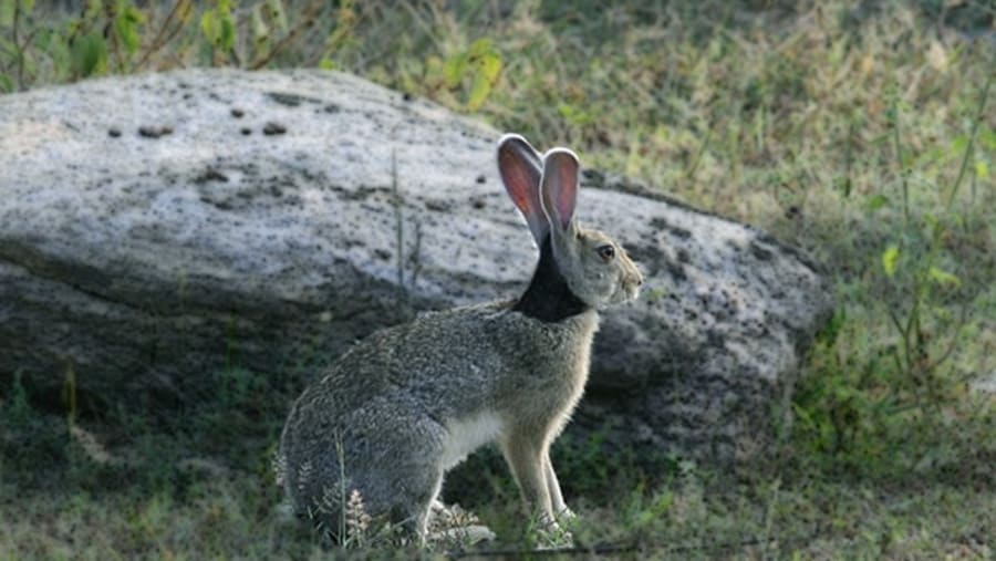 Yala National Park