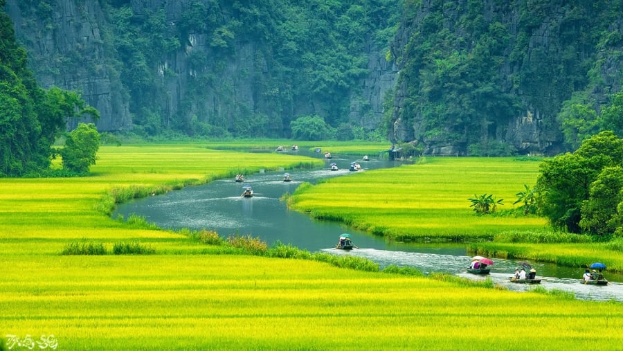 Tam Coc Bich Dong Green Fields