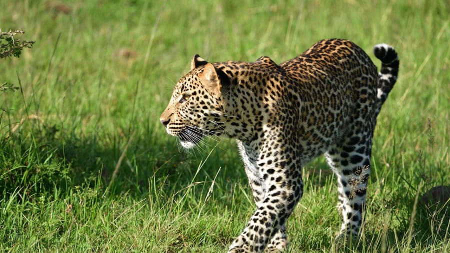 Witness the wildlife