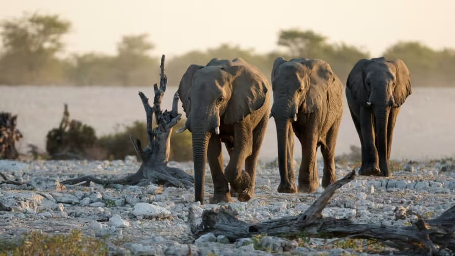 Wildlife Safari