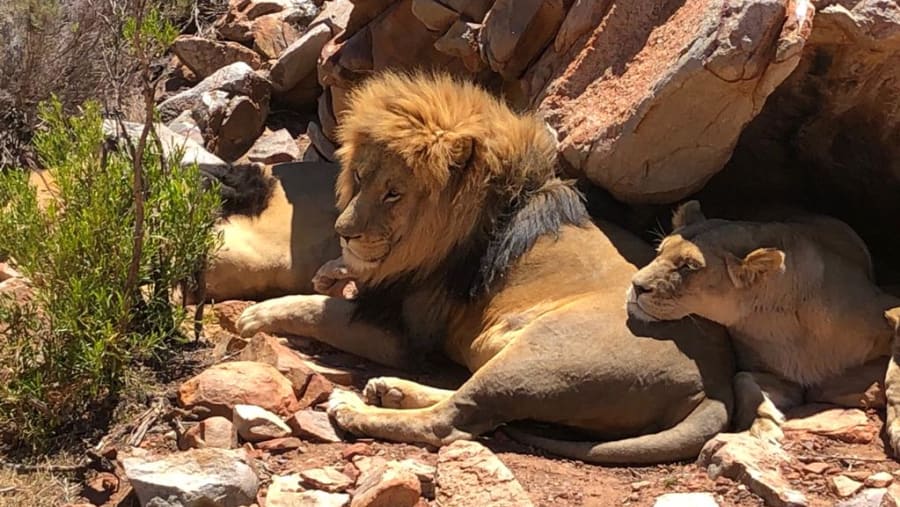 Lions resting in the sun
