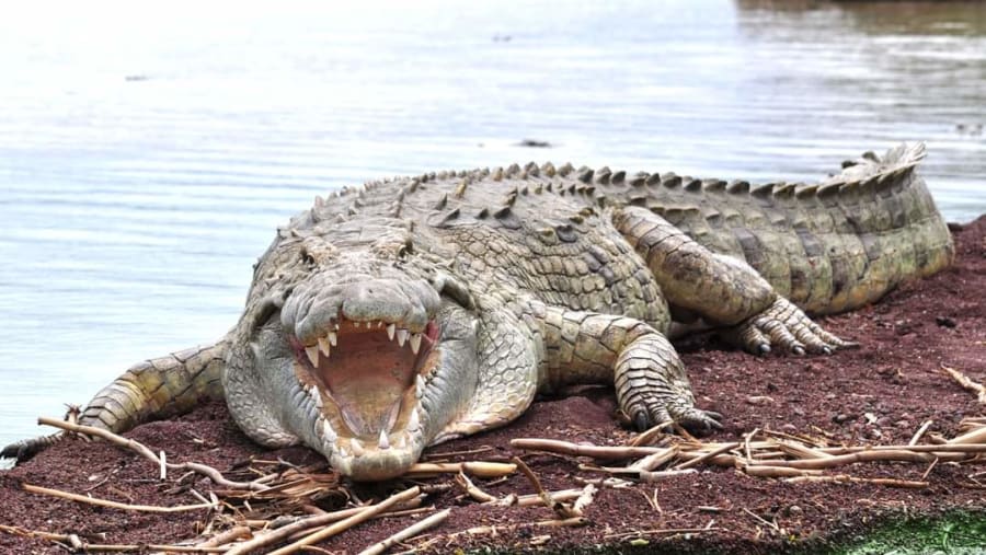 Nile crocodile