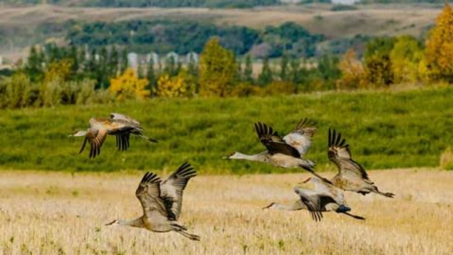 Enjoy Bird Watching In Cranberry Flats