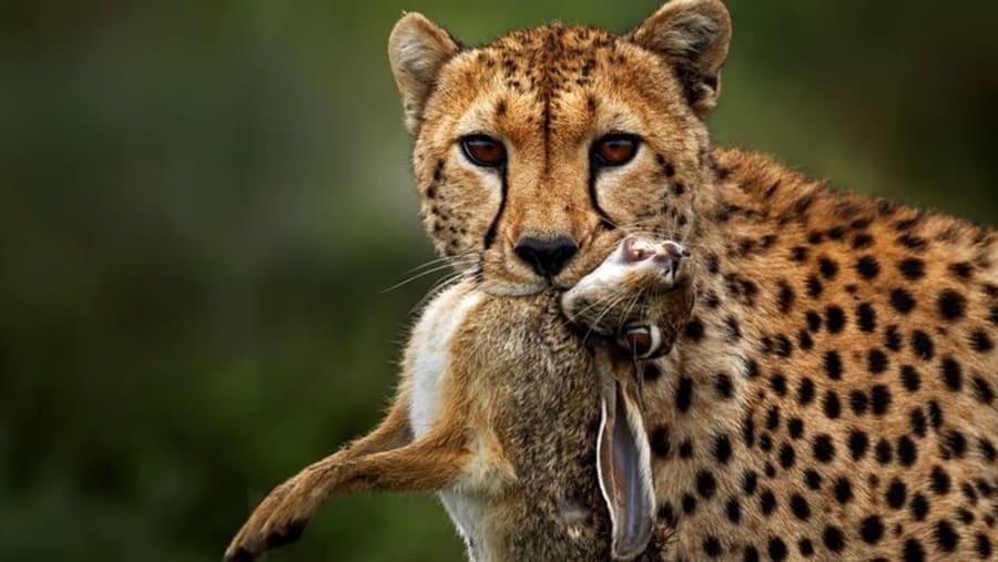Witness the deadly African predators