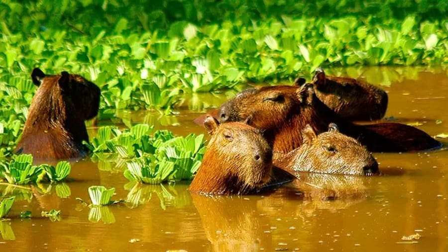 Capybara