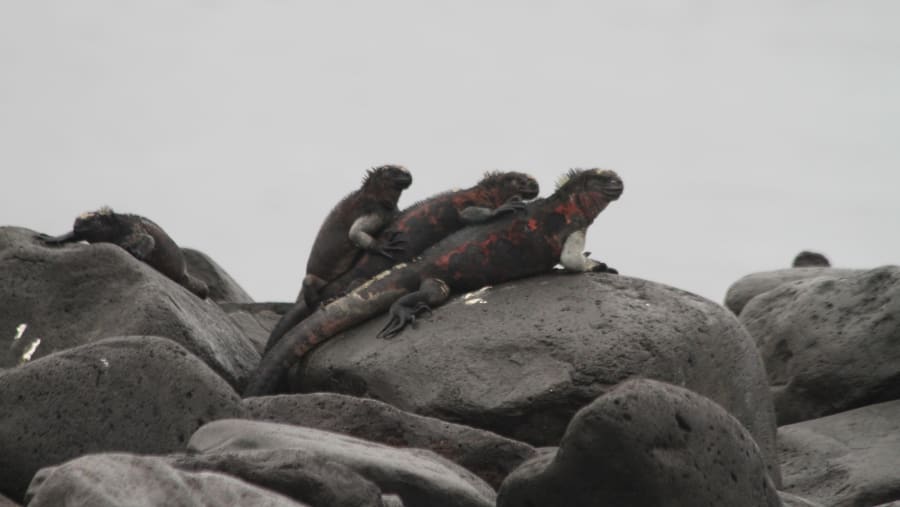 Wildlife in Galapagos