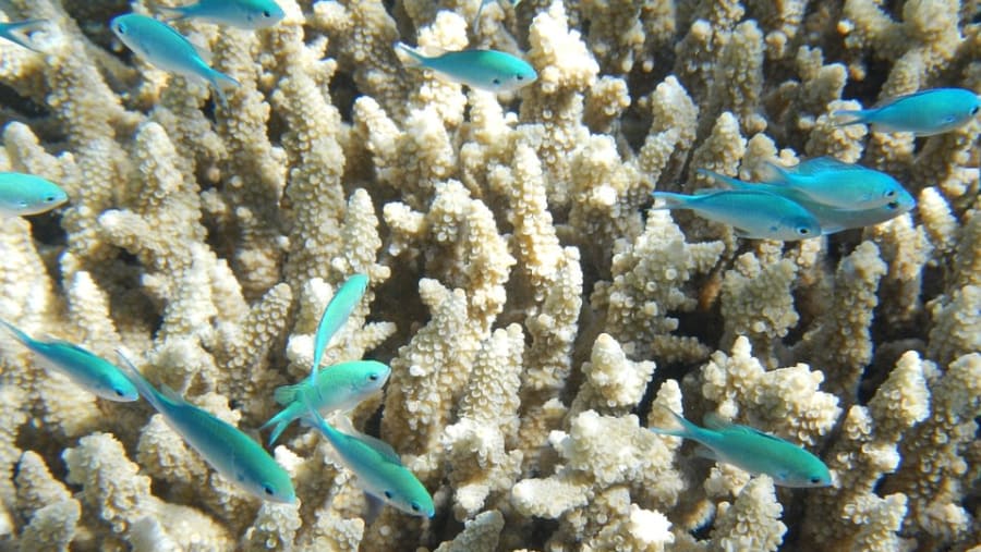 Ras Muhammad, declared for protection from fishing and other human activities