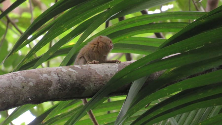 Pigmy marmoset