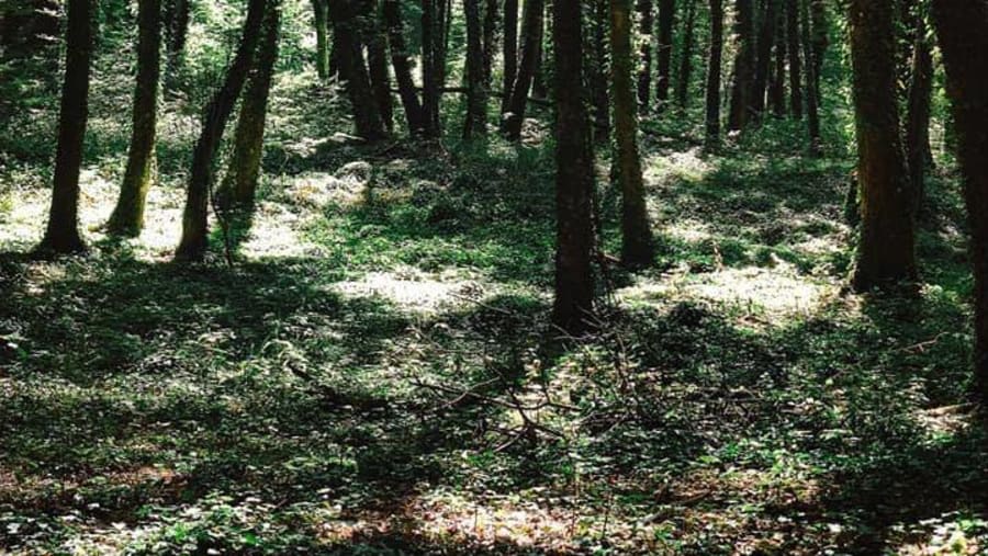 Explore the jungles on your trail