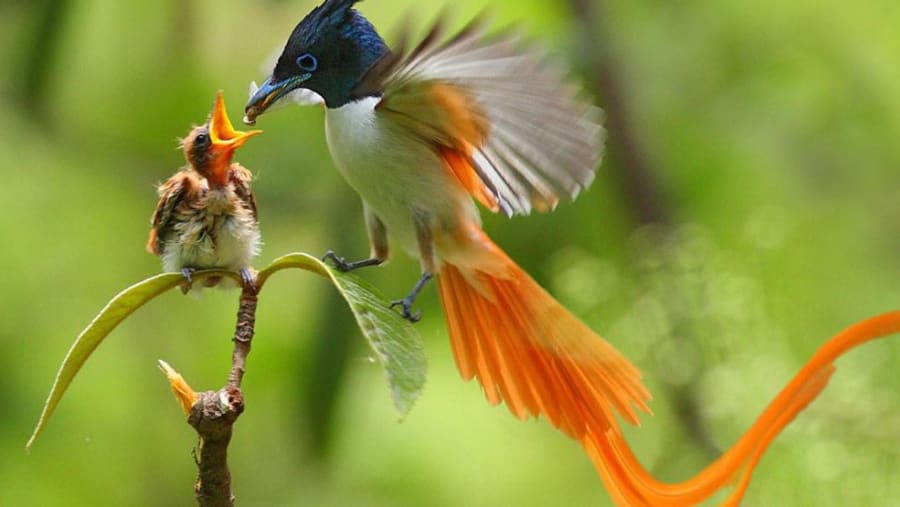 Birdwatching
