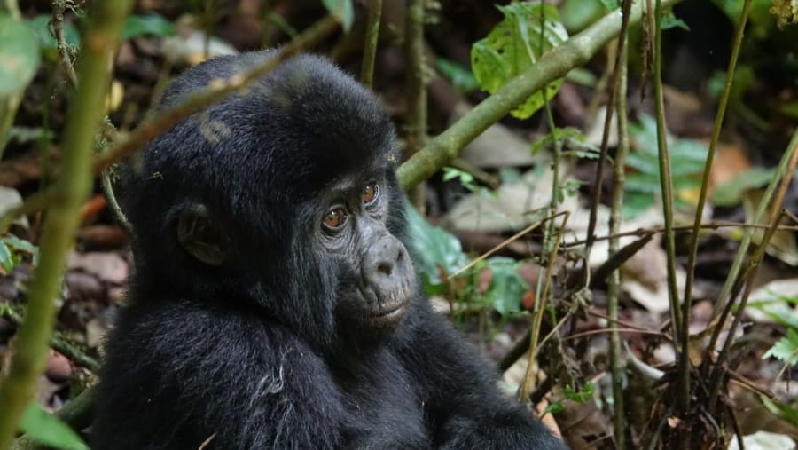 Gorilla