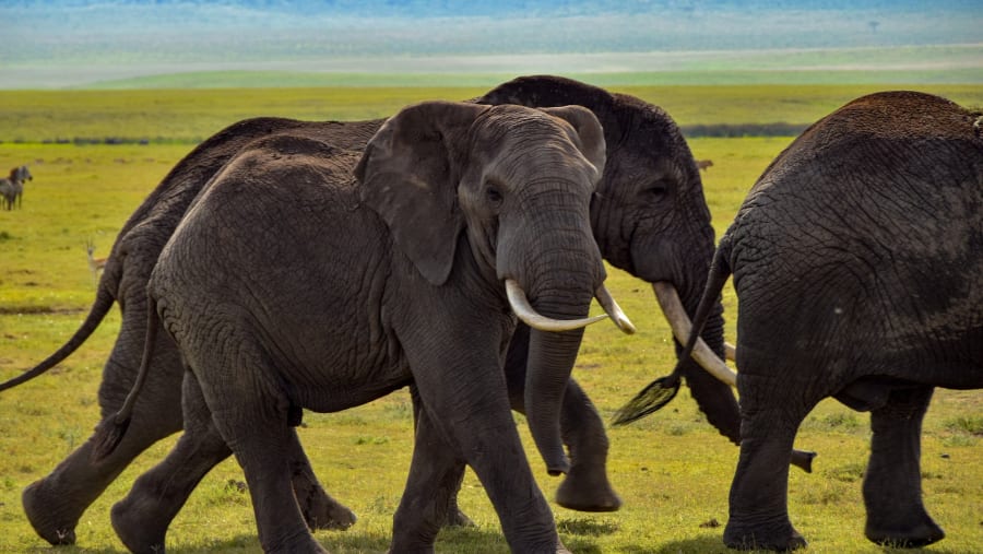 Admire elephants at the Ruaha National Park
