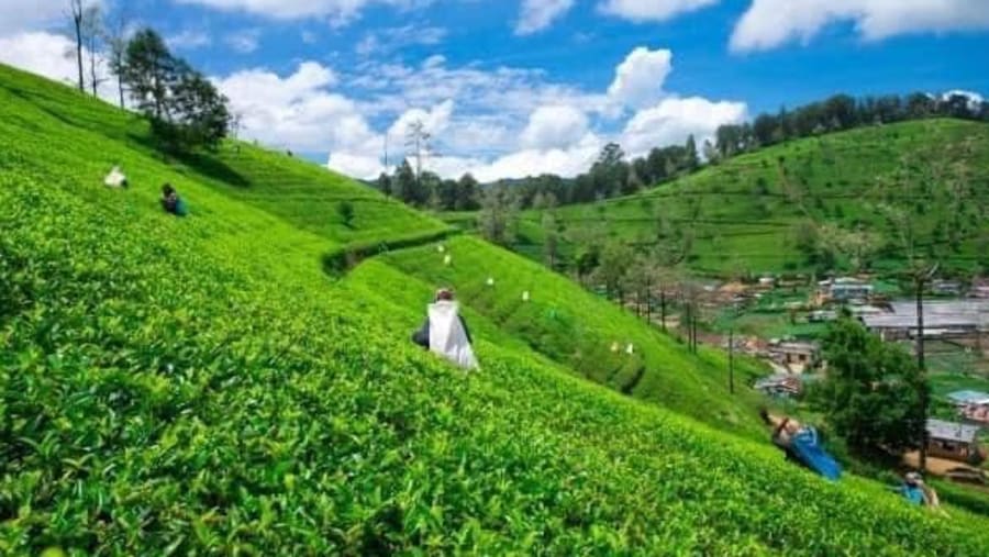 Nuwara Eliya