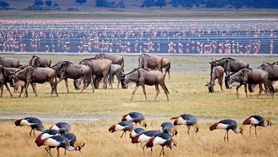 Spot flamingos and the great Wildebeest Migration
