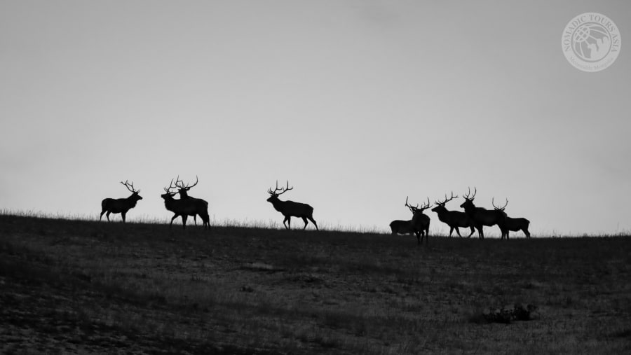 Wildlife