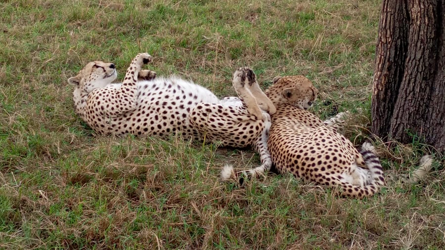 Cheetahs relaxing