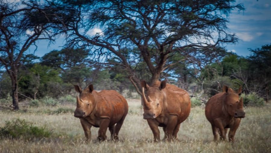 Rhino at safari