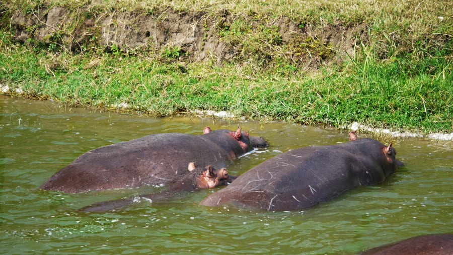 Hippo