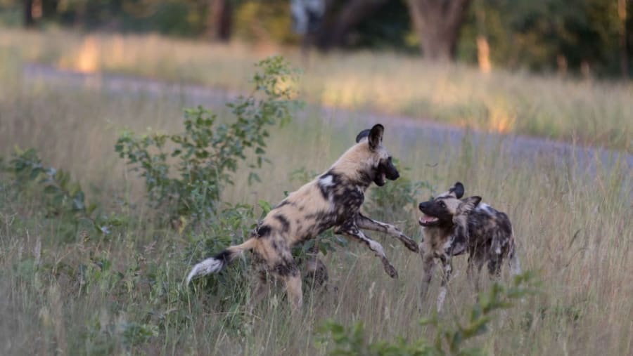 Hwange National Park Safari