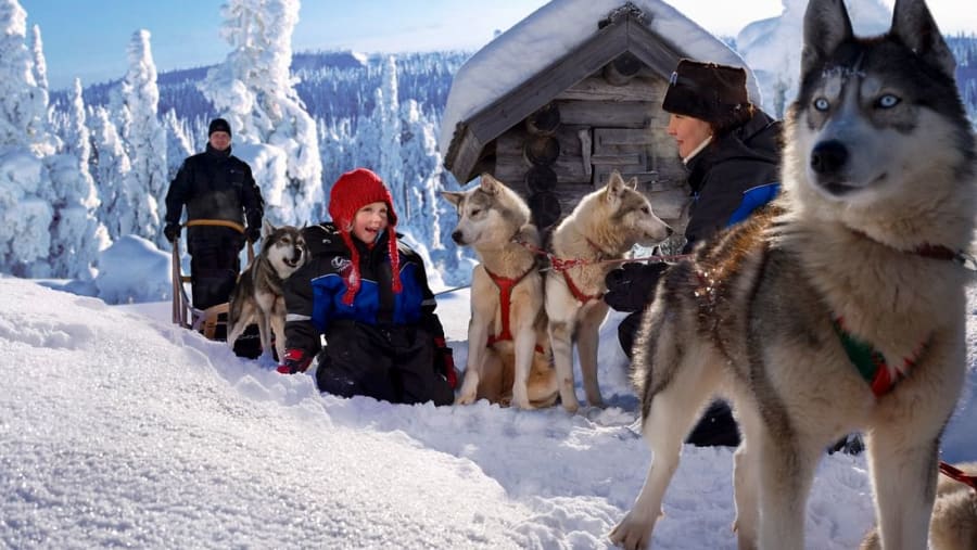 Husky Sledging