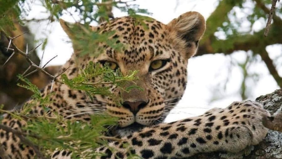 Cheetah