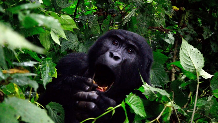 Gorilla