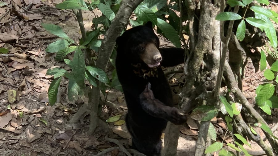 Sun bear