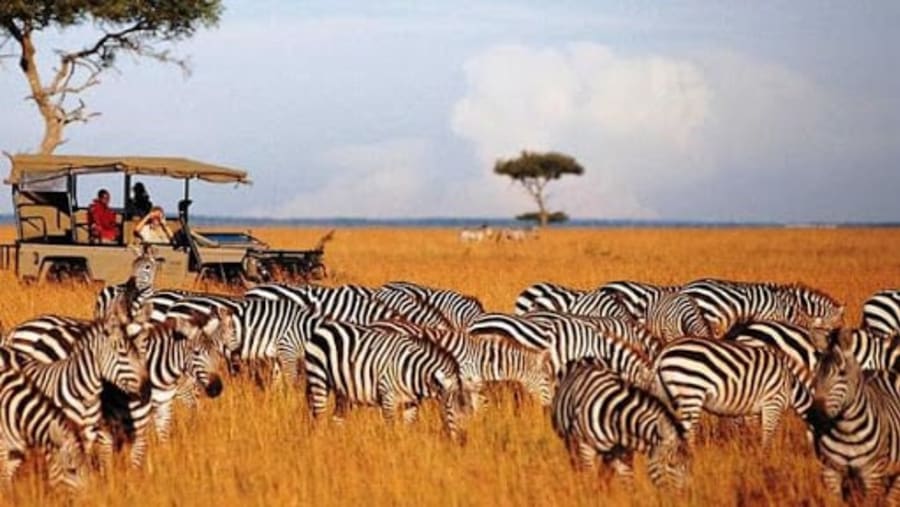 Group of zebras at Masai Mara