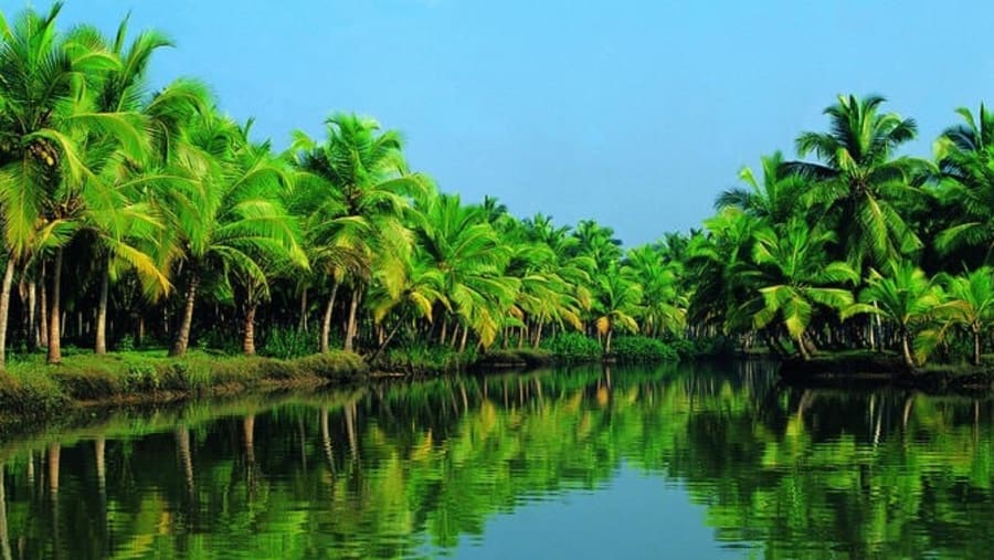 Coconut trees