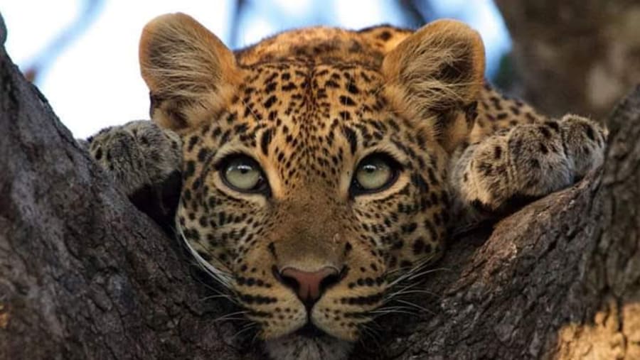 Spot the elusive Leopard