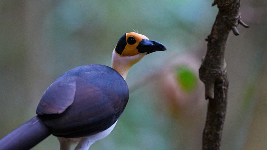 unique birdlife