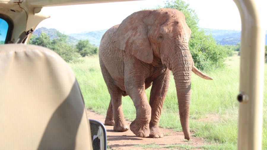 African Elephant