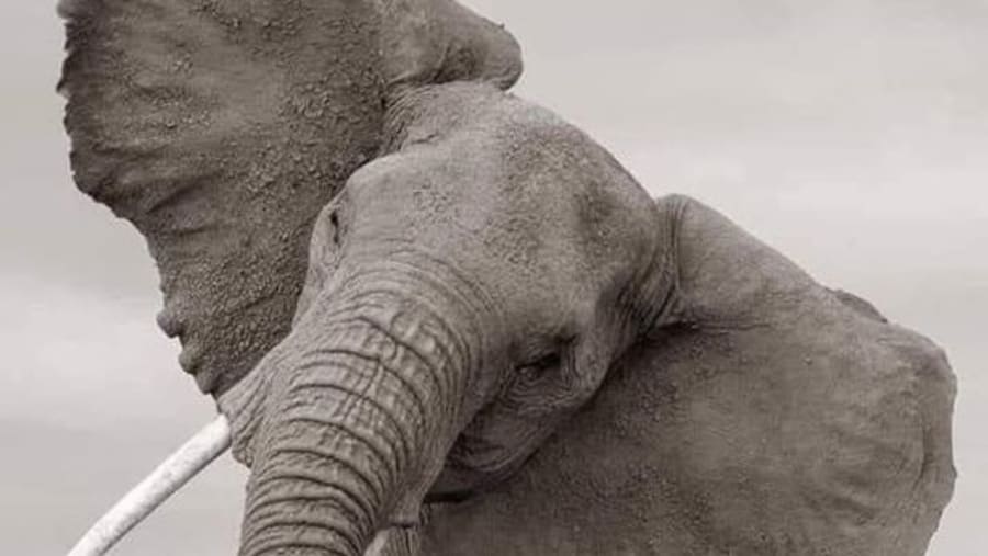 Elephant Herds