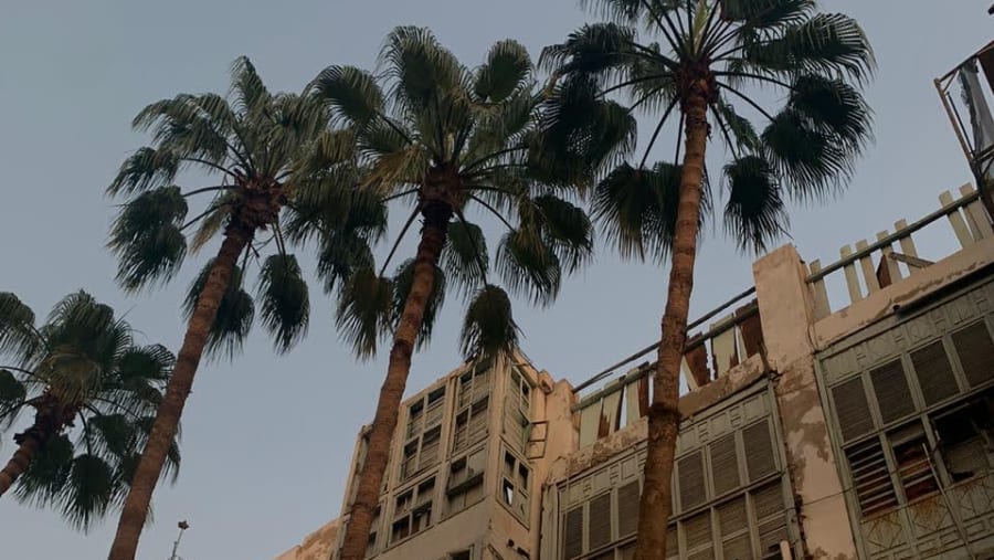 Palm Avenue